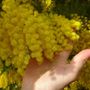 Festa della donna: perché si regalano le mimose?