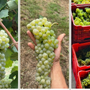 Il Liseiret rinasce tra le colline alte: giovani vignaioli riscrivono il futuro delle Langhe Il Liseiret rinasce tra le colline alte: giovani vignaioli riscrivono il futuro delle Langhe