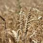 Un campo di grano alle porte di Bra Un campo di grano alle porte di Bra