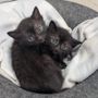 Il gattile di Alba è saturo: “Non possiamo più accogliere altri animali”