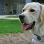 Un cane guida Lions