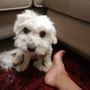 QUATTROZAMPE / Ducky è tornato a casa: il piccolo maltese ritrova la strada dopo due giorni di fuga QUATTROZAMPE / Ducky è tornato a casa: il piccolo maltese ritrova la strada dopo due giorni di fuga
