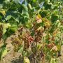 L’Associazione Comuni del Moscato d’Asti lancia un appello per anticipare la vendemmia