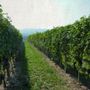 I vigneti attorno all'azienda agricola Casavecchia