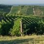 L'estate del turismo di prossimità in Langa, Roero e Monferrato per un ritorno alle radici
