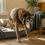 Tutto quello che devi sapere su Confis Ultra: l'integratore a supporto del metabolismo articolare del cane Tutto quello che devi sapere su Confis Ultra: l'integratore a supporto del metabolismo articolare del cane
