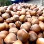 Farinél / Tonda e gentile, l’anima delle nostre colline
