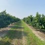 Nocciole, Coldiretti cuneo: "Con l'avvio della raccolta, inviate in Regione le proposte per il settore" Nocciole, Coldiretti cuneo: "Con l'avvio della raccolta, inviate in Regione le proposte per il settore"