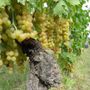 Moscato e Asti, Cia Piemonte e Valle d’Aosta: "Positiva l’intesa su rese e produzione, ora si tuteli il prezzo delle uve"