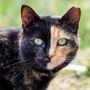 Il 17 febbraio è la Festa nazionale del Gatto, tutto su questi animali magici e affascinanti Il 17 febbraio è la Festa nazionale del Gatto, tutto su questi animali magici e affascinanti