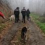 I tre cani sequestrati a Pramollo
