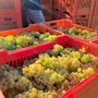 Vendemmia e caldo, l'Asl Cn2 richiama le regole per tutelare i lavoratori: stop nelle ore più a rischio