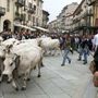 A Saluzzo torna la Rudunà, la grande festa degli animali d'alpeggio