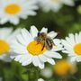 Ceresole d'Alba, attivato il "Progetto Ad…agio: passi nella natura": eccome come aderire