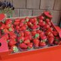 Peveragno torna a raccontarsi attraverso la sua fragola