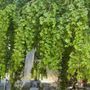 Verduno guarda al futuro partendo dagli alberi: il Comune punta sul censimento del faggio secolare della corte Nuto Revelli