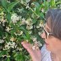 Profumo d’estate con la fragranza inebriante e seducente del gelsomino Profumo d’estate con la fragranza inebriante e seducente del gelsomino