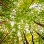 Report Foreste: la provincia di Cuneo si conferma il "polmone" del Piemonte, ma la pianura resta senza alberi Report Foreste: la provincia di Cuneo si conferma il "polmone" del Piemonte, ma la pianura resta senza alberi