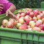 Frutta destinata all'industria ritirata a un centesimo al chilo: la denuncia di Coldiretti contro le pratiche sleali