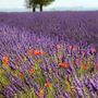 "Il colore del profumo - La Lavanda": ad Albaretto della Torre la mostra fotografica di Enzo Massa "Il colore del profumo - La Lavanda": ad Albaretto della Torre la mostra fotografica di Enzo Massa