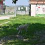 Deiezioni canine e mozziconi, Alba prepara nuove campagne per il decoro urbano Deiezioni canine e mozziconi, Alba prepara nuove campagne per il decoro urbano