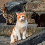 A Cherasco torna la “Merenda Sinoira” con La Casa di Romeo: una cena solidale per aiutare i gatti A Cherasco torna la “Merenda Sinoira” con La Casa di Romeo: una cena solidale per aiutare i gatti