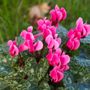 La leggenda del ciclamino, il fiore che colora autunno e inverno