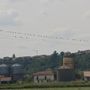 Uccelli appollaiati sui fili elettrici nella campagna di Bra