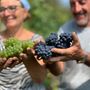 Vendemmia 2026, nella Granda la raccolta parte in anticipo: si inizia con uve Pinot nero e Chardonnay Vendemmia 2026, nella Granda la raccolta parte in anticipo: si inizia con uve Pinot nero e Chardonnay