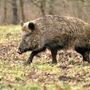 Dopo Cravanzana, due casi (i primi) a Pezzolo Valle Uzzone: la peste suina africana si diffonde in alta Langa