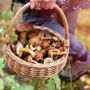 Funghi, la sicurezza comincia dalla raccolta: i consigli per evitare le intossicazioni