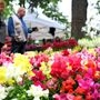 Domenica 10 maggio a Fossano è di scena Expoflora Domenica 10 maggio a Fossano è di scena Expoflora