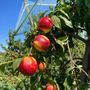 Pesche cuneesi in anticipo di 15 giorni: qualità alta, ma costi alle stelle Pesche cuneesi in anticipo di 15 giorni: qualità alta, ma costi alle stelle