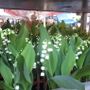 Il mughetto, fiore simbolo del 1° Maggio
