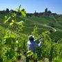 Vendemmia e stagionali, Alba lavora a una regia unica per il territorio Vendemmia e stagionali, Alba lavora a una regia unica per il territorio