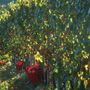Confagricoltura Piemonte chiede più interventi strutturali per la crisi del comparto vitivinicolo Confagricoltura Piemonte chiede più interventi strutturali per la crisi del comparto vitivinicolo