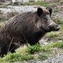 Danni fauna selvatica, Coldiretti Cuneo: troppo bassa percentuale di risarcimento all'83%