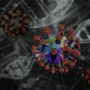 Hantavirus: cosa sapere e come proteggersi, dall’Iss le risposte alle domande più frequenti