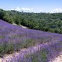 Lo spettacolo viola della lavanda a Sale San Giovanni Lo spettacolo viola della lavanda a Sale San Giovanni