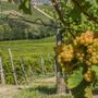 Vigneti, Cia Cuneo: "Bene la proroga delle autorizzazioni all’impianto che consente alle aziende di agire in tempo utile, evitando penalizzazioni" Vigneti, Cia Cuneo: "Bene la proroga delle autorizzazioni all’impianto che consente alle aziende di agire in tempo utile, evitando penalizzazioni"