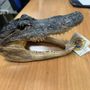 Ai controlli a Caselle spunta una testa di coccodrillo