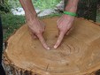 Un tronco di castagno che racconta la storia della pianta