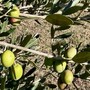 Oliveti Giachino: l’eccellenza dell’olio tra le colline torinesi Oliveti Giachino: l’eccellenza dell’olio tra le colline torinesi