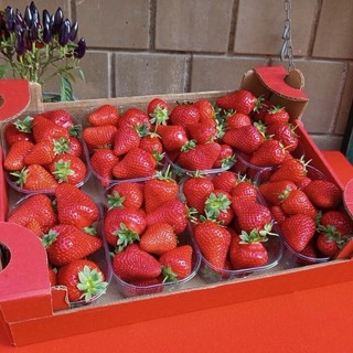 Peveragno torna a raccontarsi attraverso la sua fragola Peveragno torna a raccontarsi attraverso la sua fragola