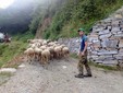 Nicolò accompagna le pecore al pascolo