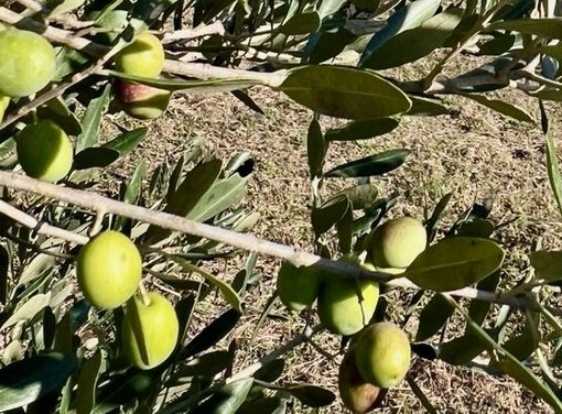 Oliveti Giachino: l’eccellenza dell’olio tra le colline torinesi Oliveti Giachino: l’eccellenza dell’olio tra le colline torinesi