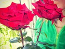La rosa simbolo del mese di maggio
