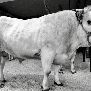 Fiera del Bue Grasso di Carrù: tradizione, gusto e orgoglio piemontese Fiera del Bue Grasso di Carrù: tradizione, gusto e orgoglio piemontese