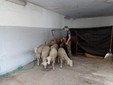 Le pecore escono dalla stalla per raggiungere i pascoli