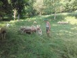Nicolò con le pecore al pascolo